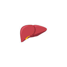 Liver Test